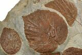 Seven Fossil Leaves (Zizyphoides, Beringiaphyllum & Davidia) -Montana #204023-2